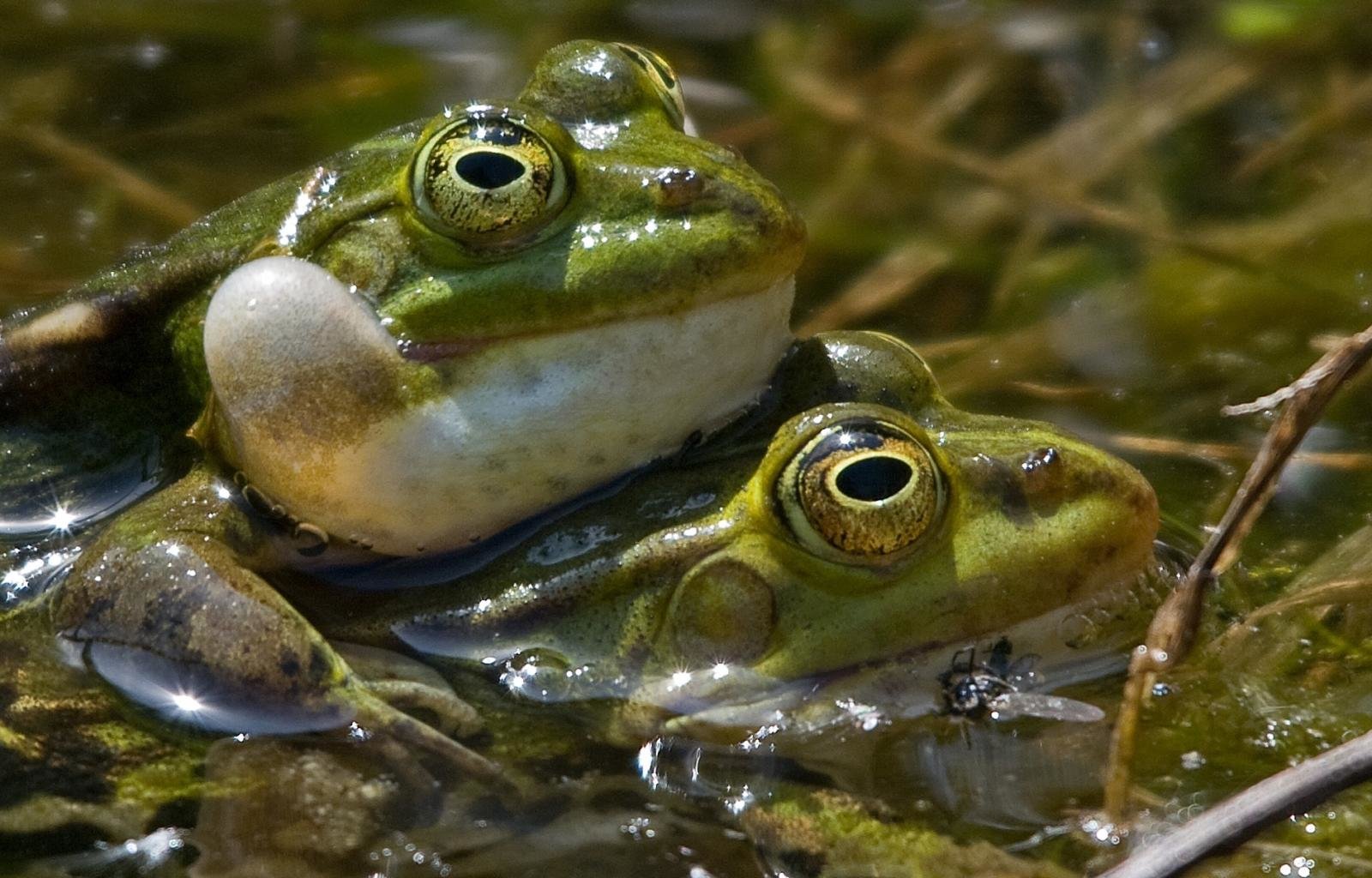 Download hd 1600x1024 Frog computer background ID:328880 for free