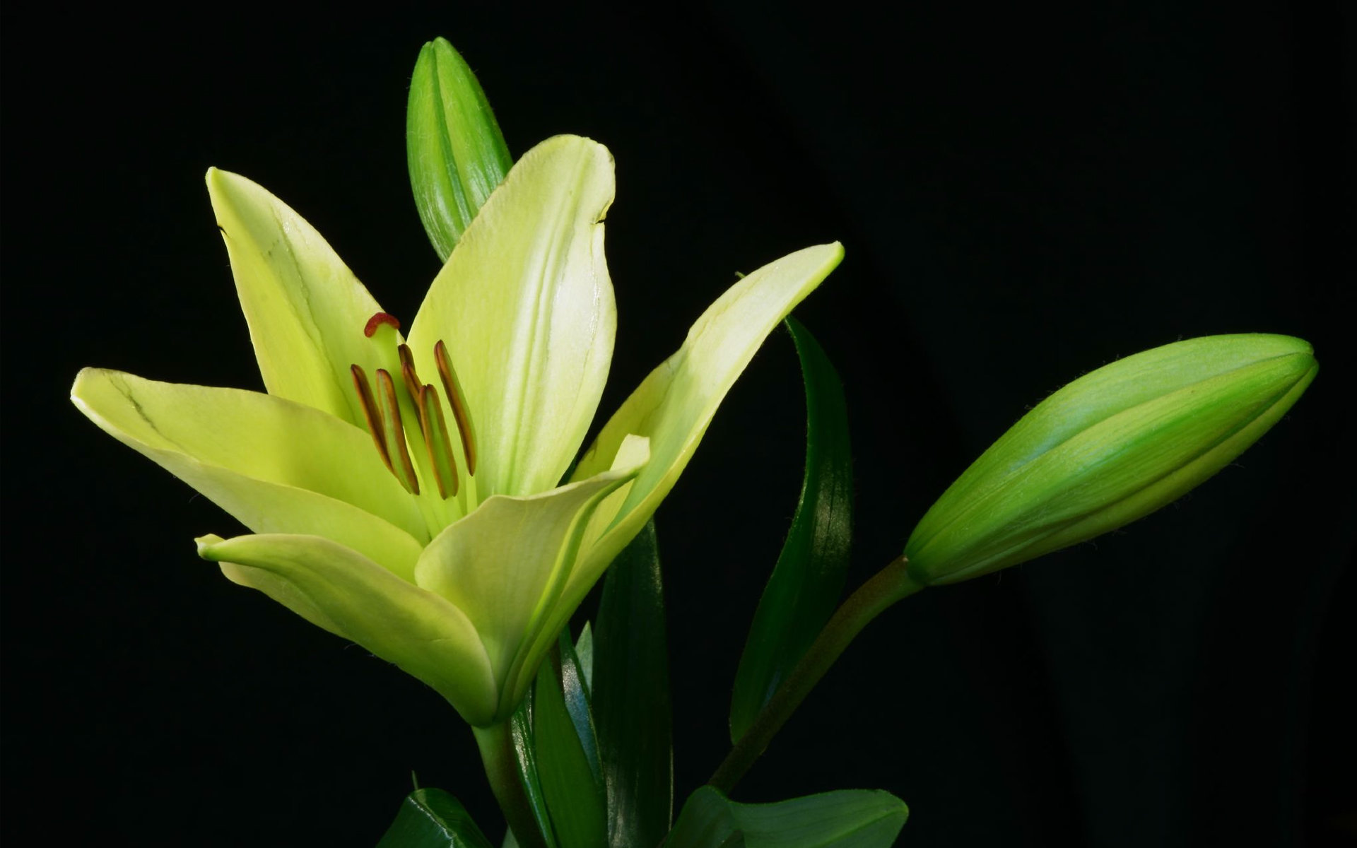 Free Lily high quality background ID:132165 for hd 1920x1200 desktop