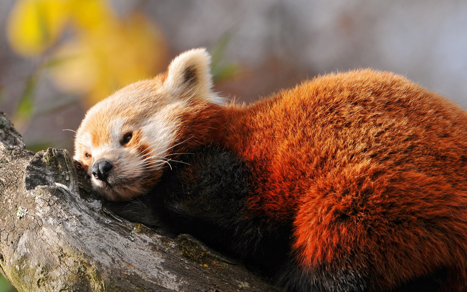 High resolution Red Panda hd 1920x1200 wallpaper ID:63978 for computer
