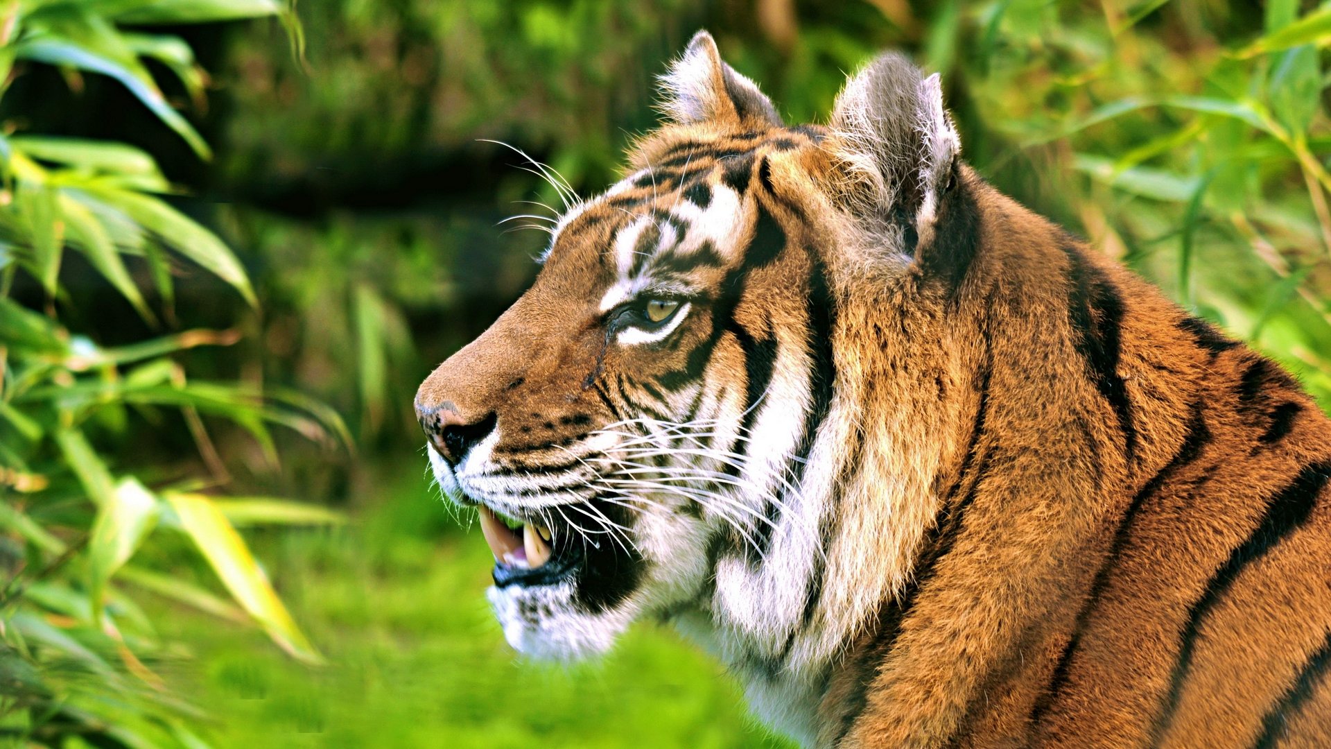 Free download Tiger background ID:115659 hd 1920x1080 for computer