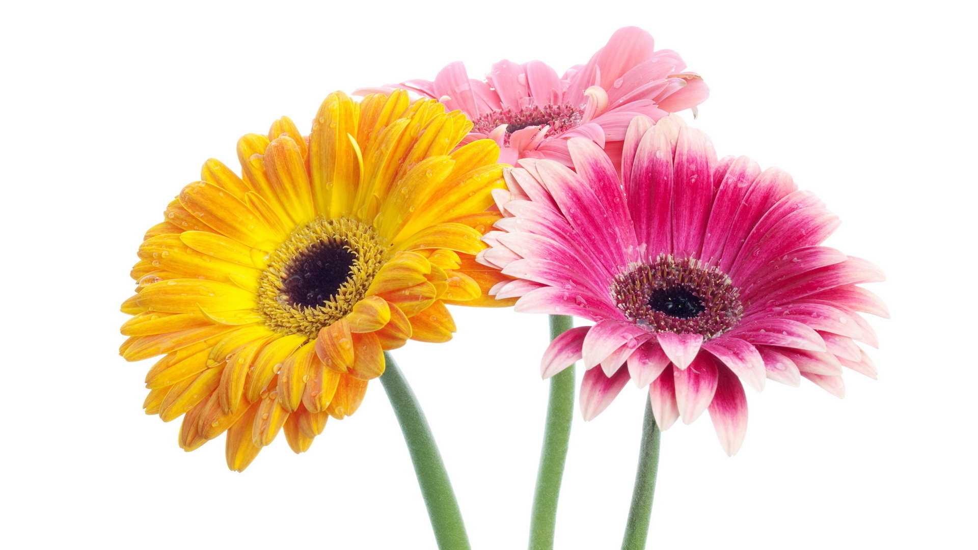 Free download Gerbera background ID:119483 full hd 1920x1080 for PC