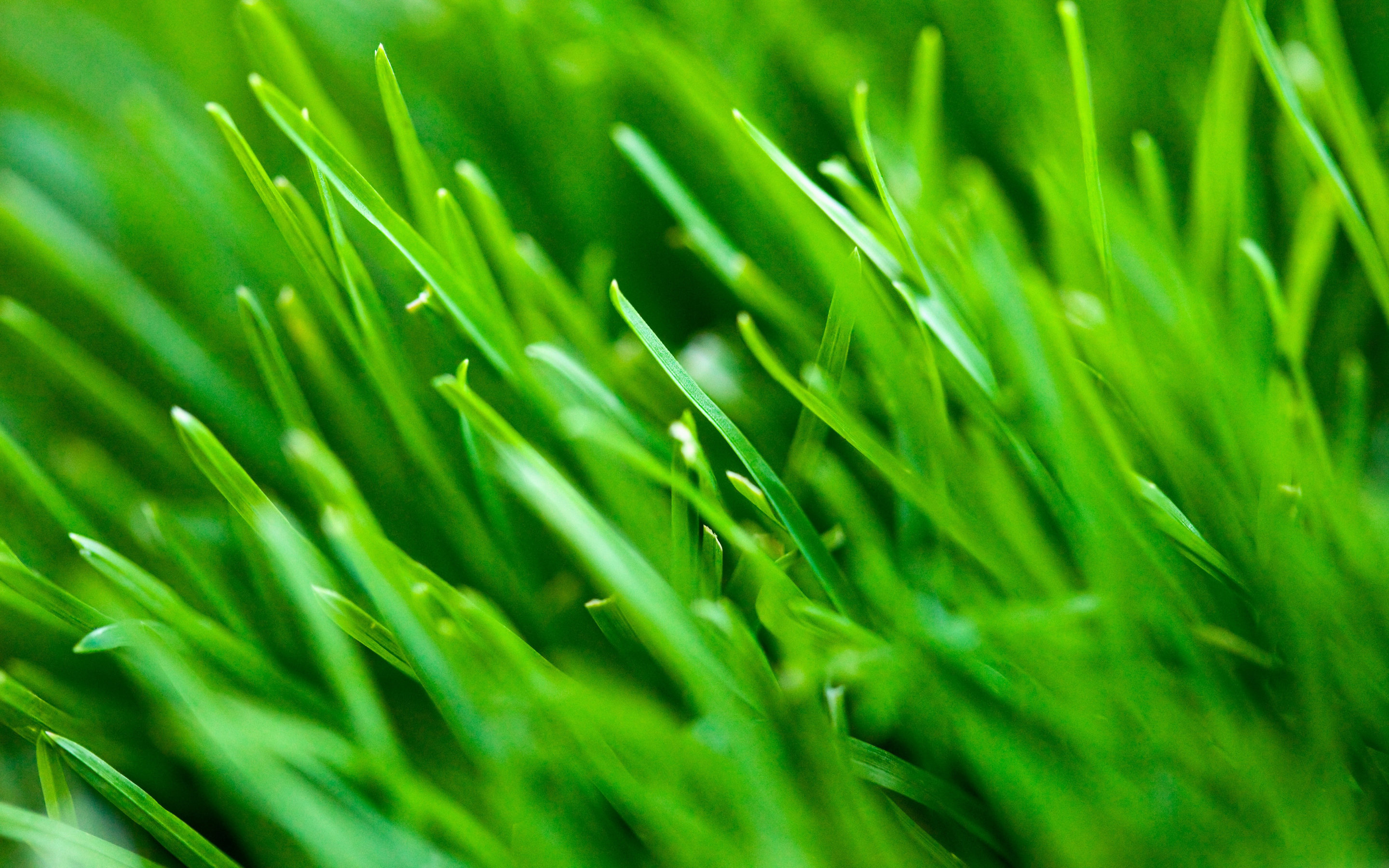 Awesome Grass free background ID:378074 for hd 2880x1800 PC