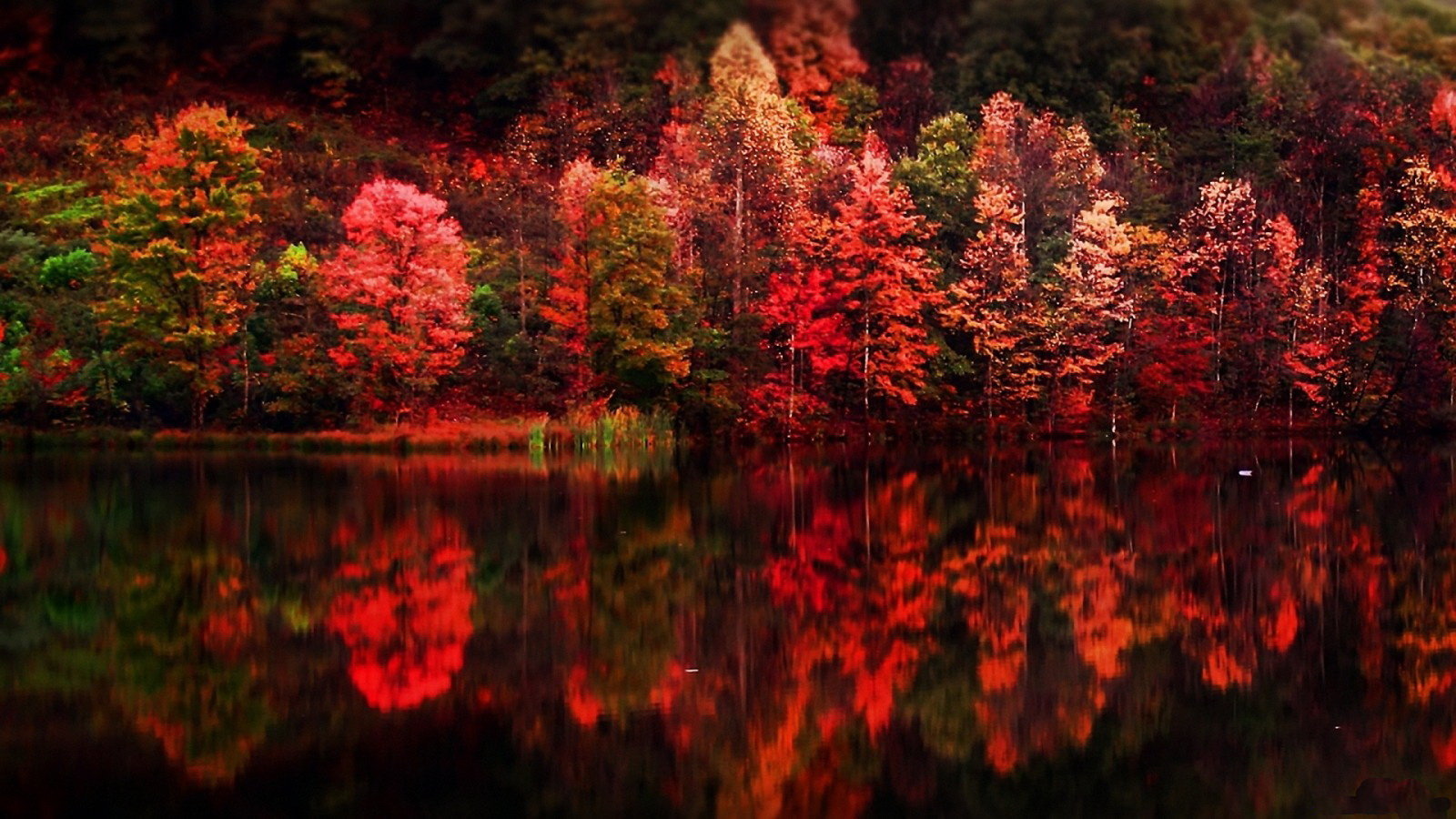Free download Reflection wallpaper ID:217489 hd 1600x900 for PC