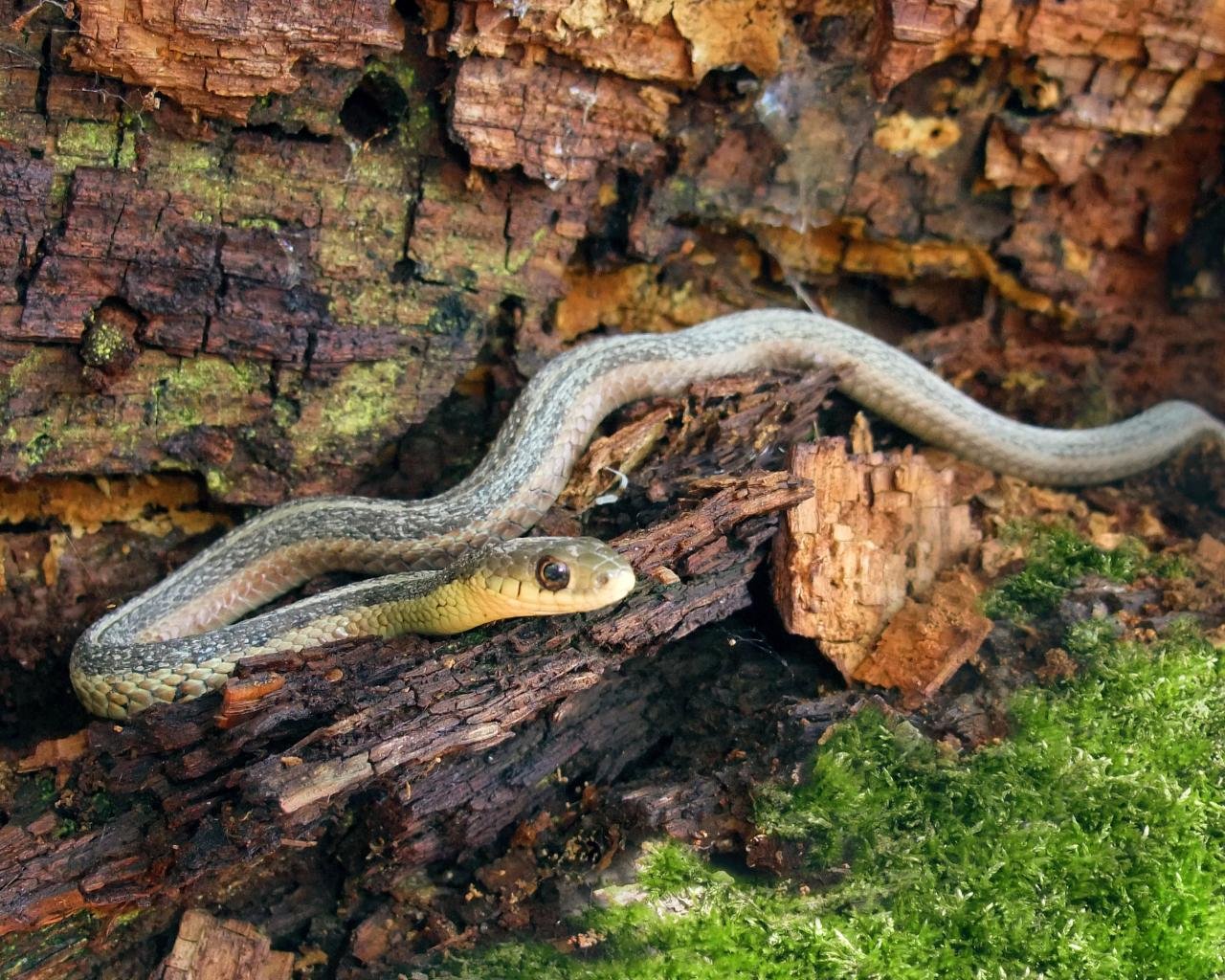 High resolution Snake hd 1280x1024 background ID:137361 for computer