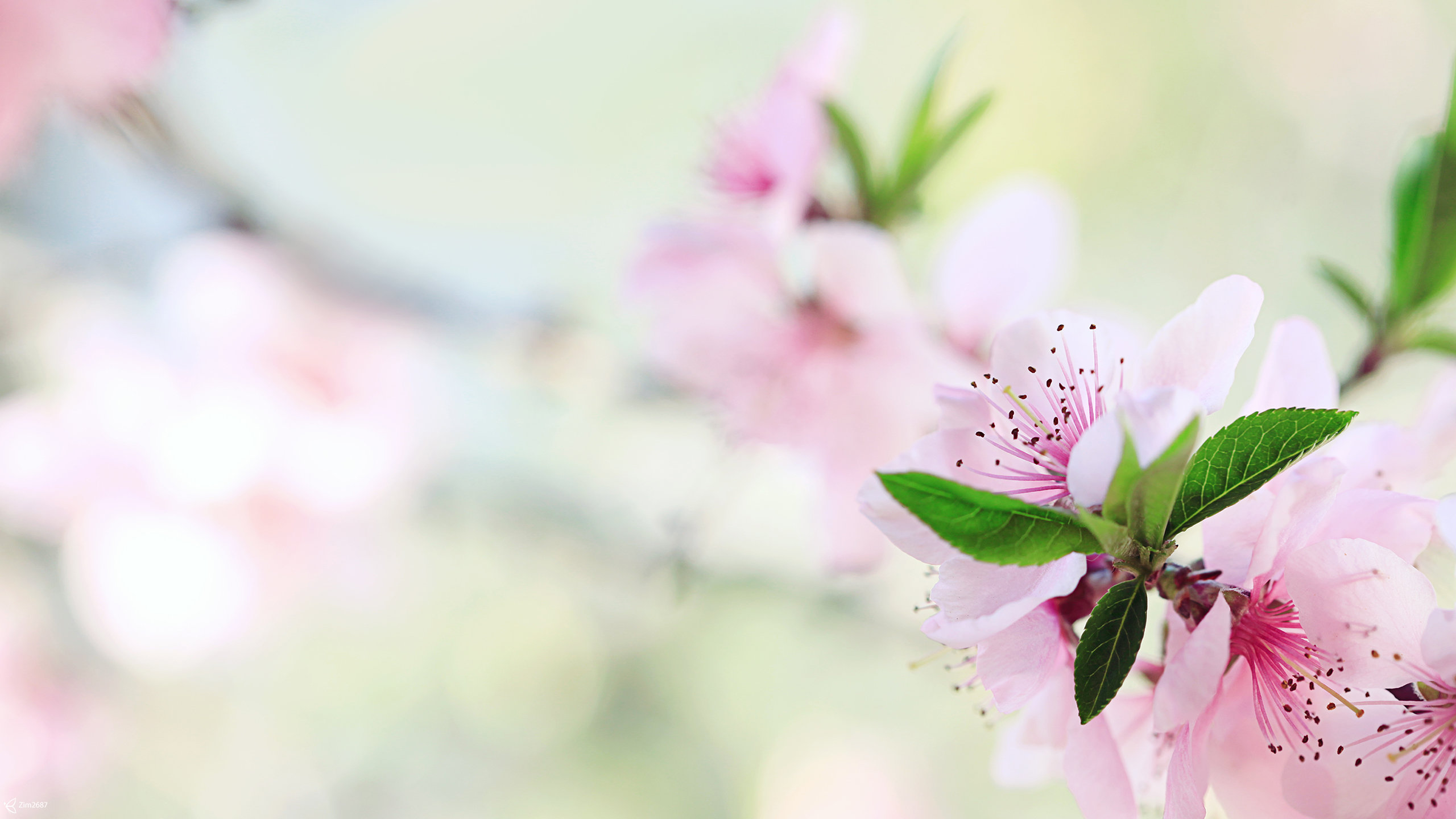 Best Blossom background ID:332701 for High Resolution hd 2560x1440 computer