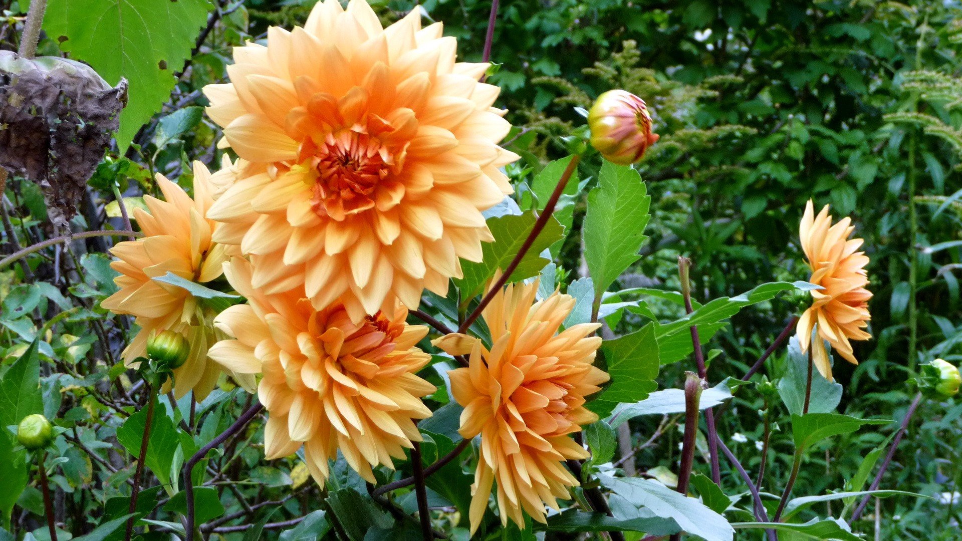Free Dahlia high quality background ID:174577 for full hd computer