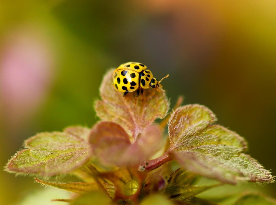 Awesome Ladybug free wallpaper ID:270302 for hd 1120x832 computer