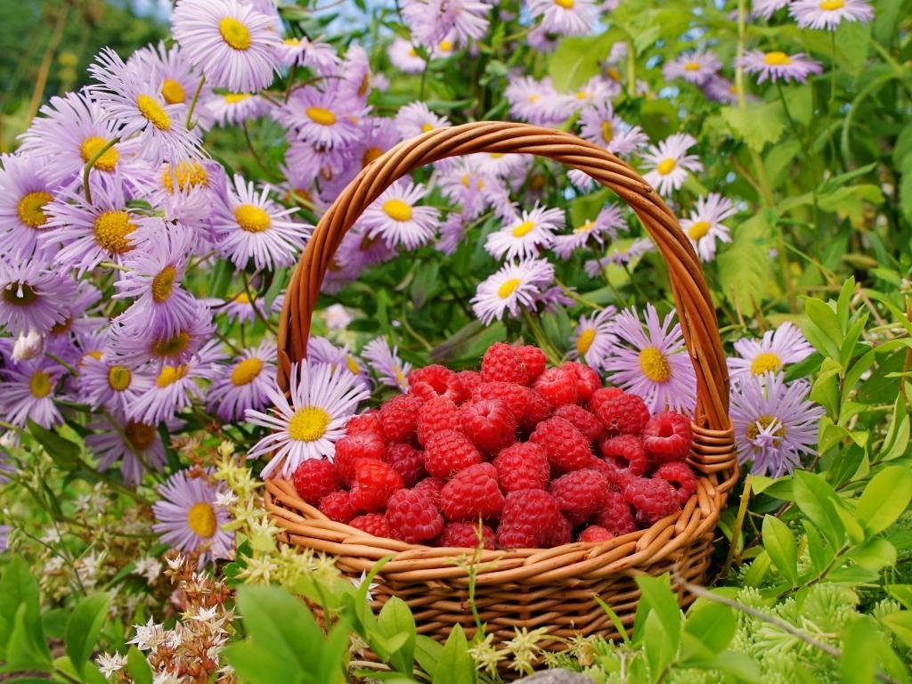 Free Raspberry high quality background ID:50132 for hd 1024x768 computer