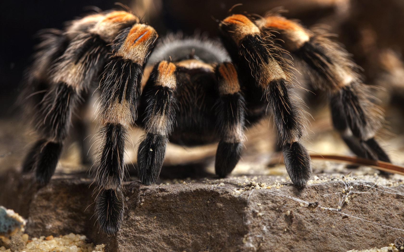 Awesome Spider free background ID:22053 for hd 1680x1050 computer