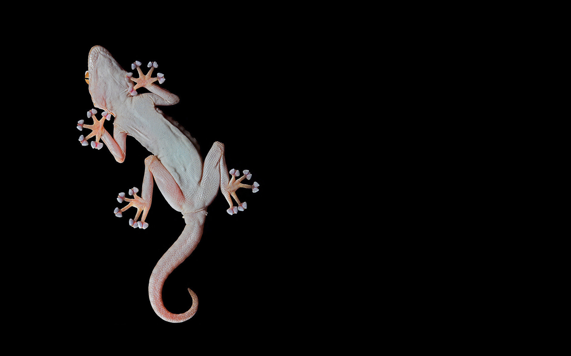 Free Gecko high quality wallpaper ID:114490 for hd 1920x1200 computer