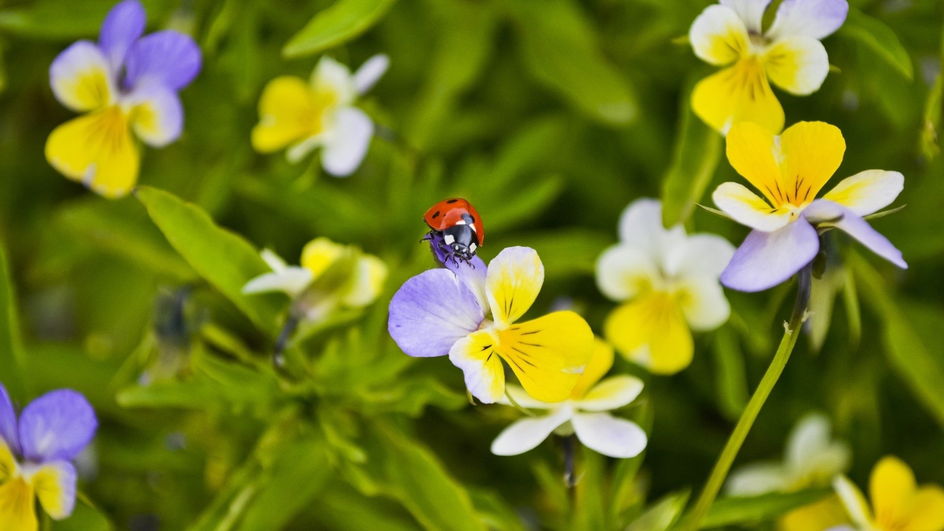 Awesome Ladybug free background ID:270448 for full hd 1080p desktop