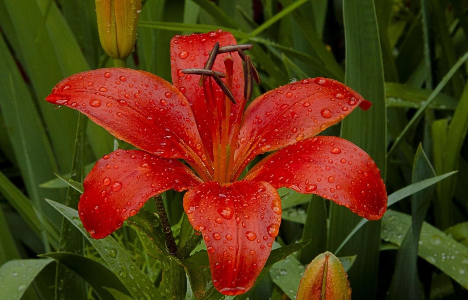 Download hd 1600x1024 Lily PC wallpaper ID:132051 for free