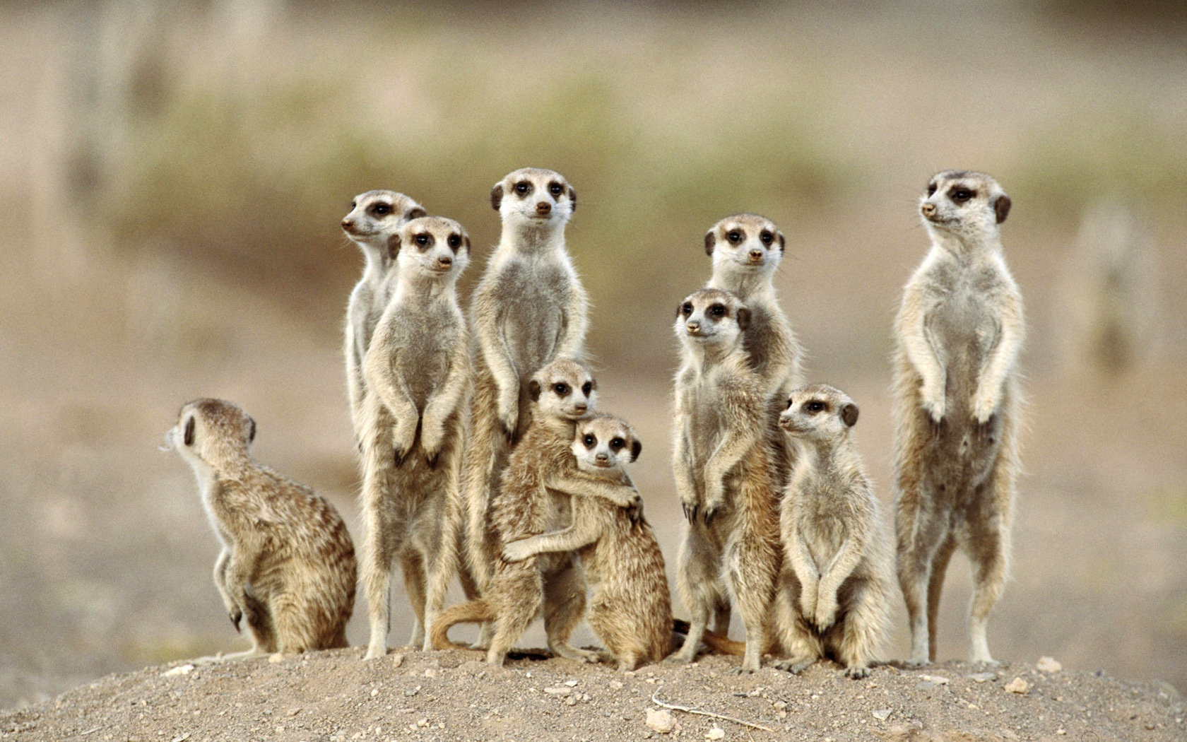 Best Meerkat background ID:164547 for High Resolution hd 1680x1050 computer