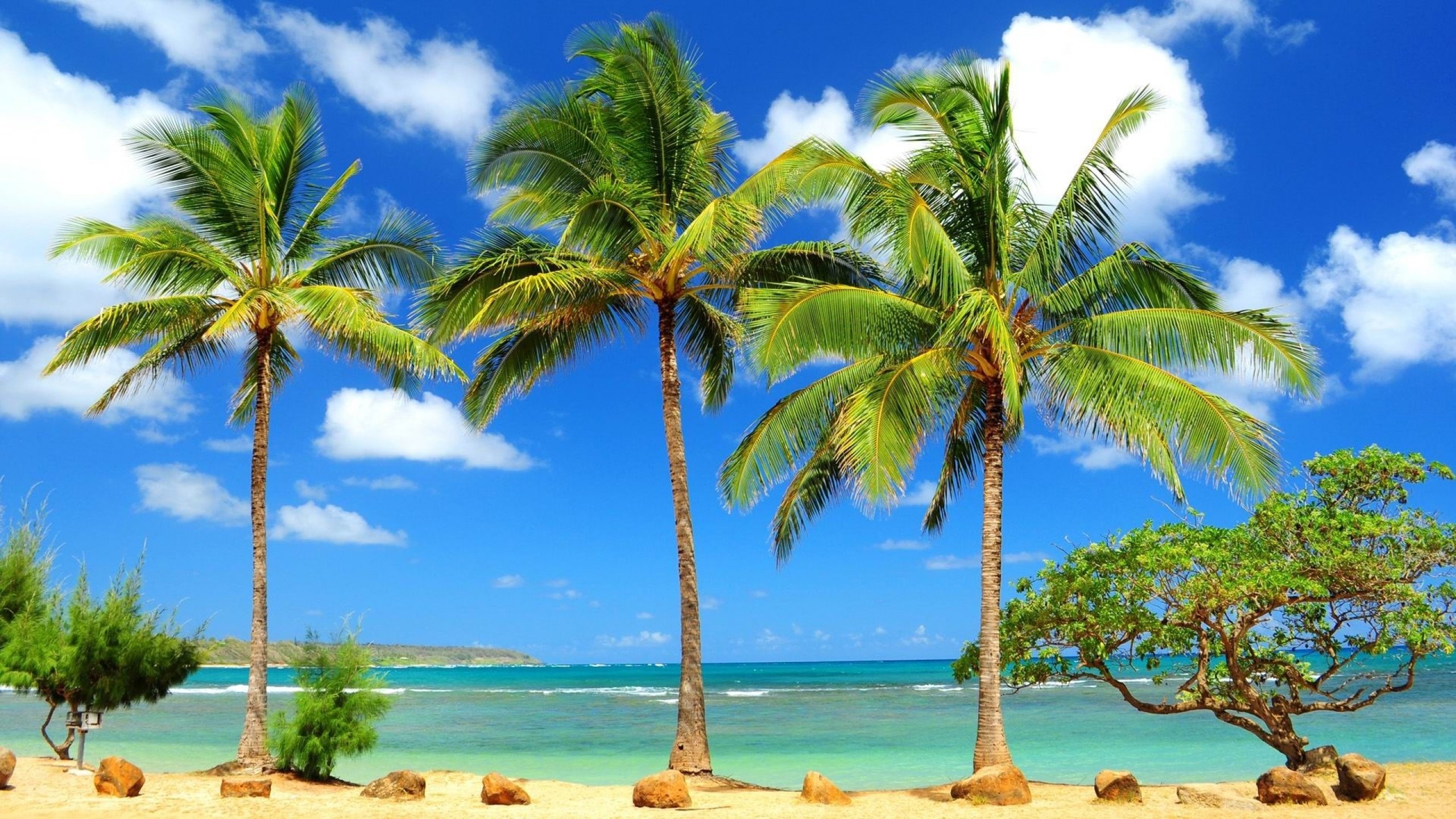 Download hd 2560x1440 Palm Tree PC background ID:407875 for free