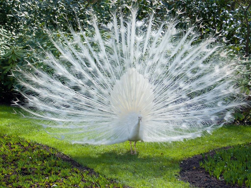 Awesome Peacock free background ID:151734 for hd 1024x768 PC