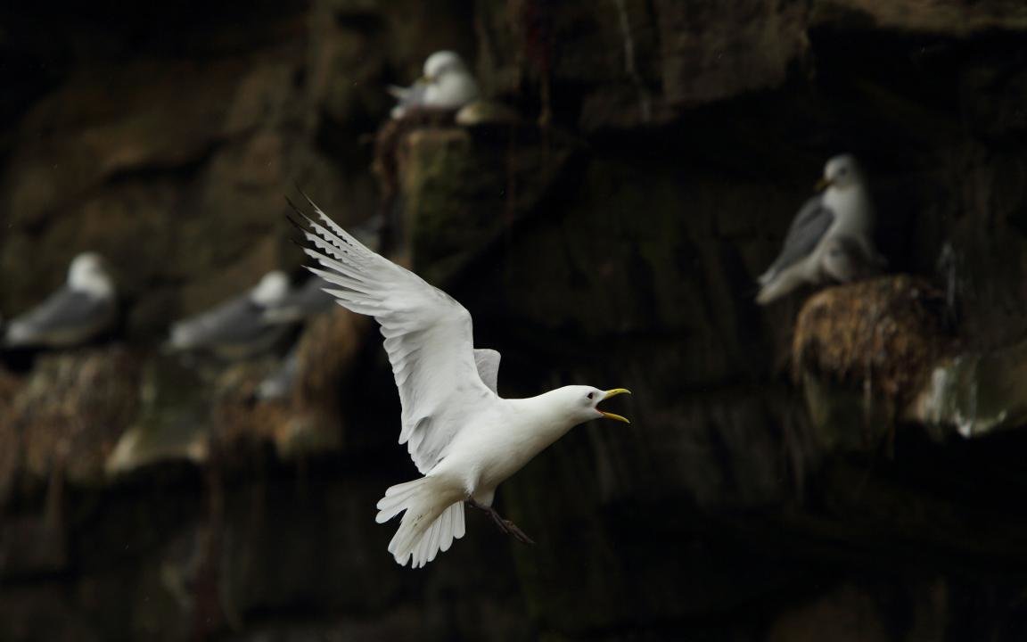 High resolution Seagull hd 1152x720 wallpaper ID:66862 for PC