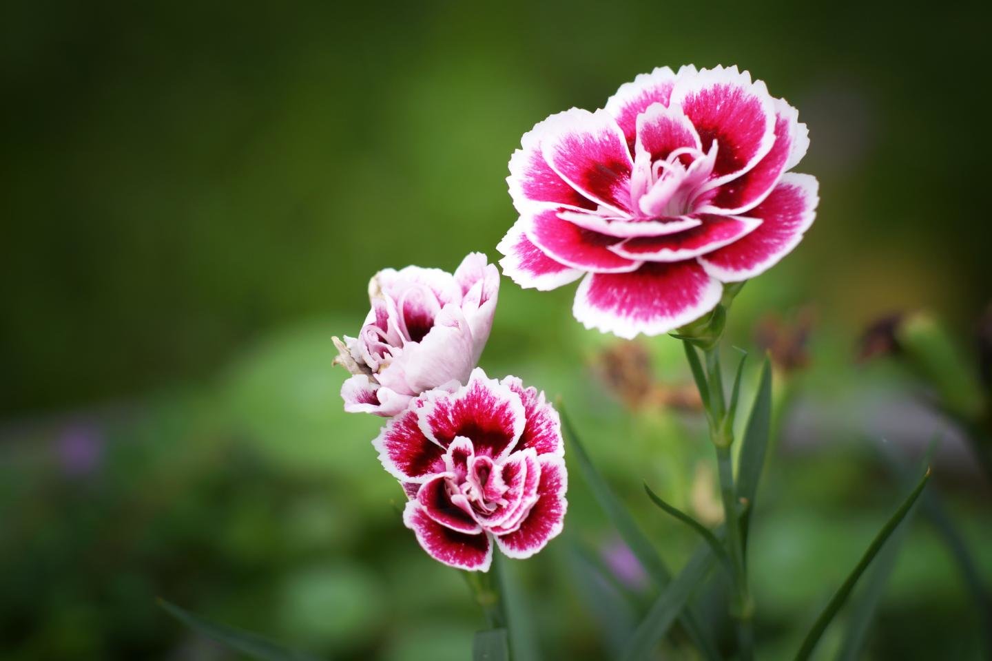 Download hd 1440x960 Carnation PC background ID:146314 for free
