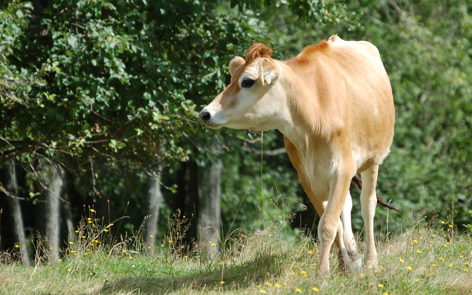 Best Cow wallpaper ID:466884 for High Resolution hd 1920x1200 PC