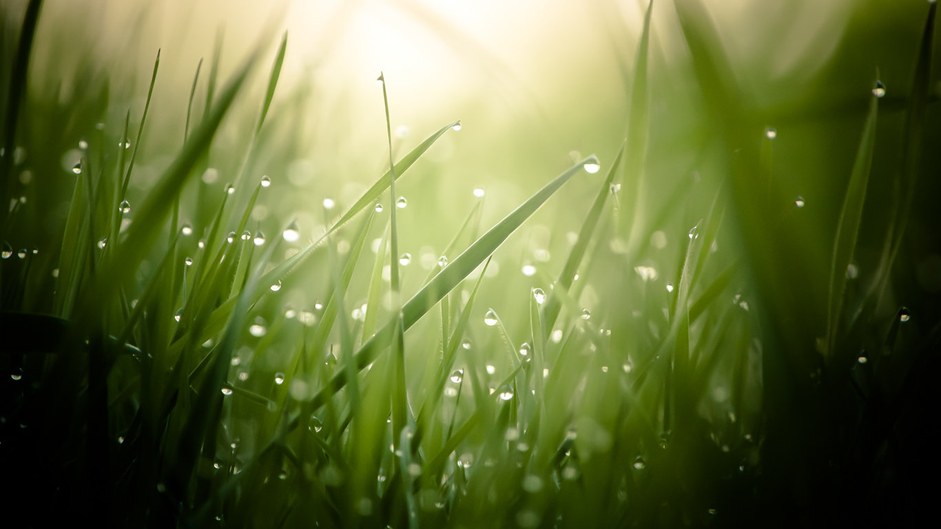 Best Grass background ID:377875 for High Resolution laptop computer