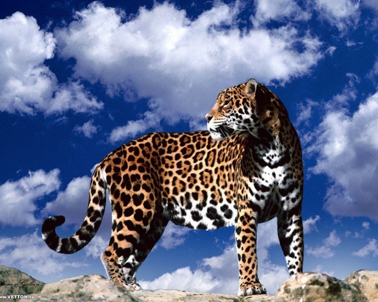 Download hd 1280x1024 Jaguar computer background ID:30180 for free