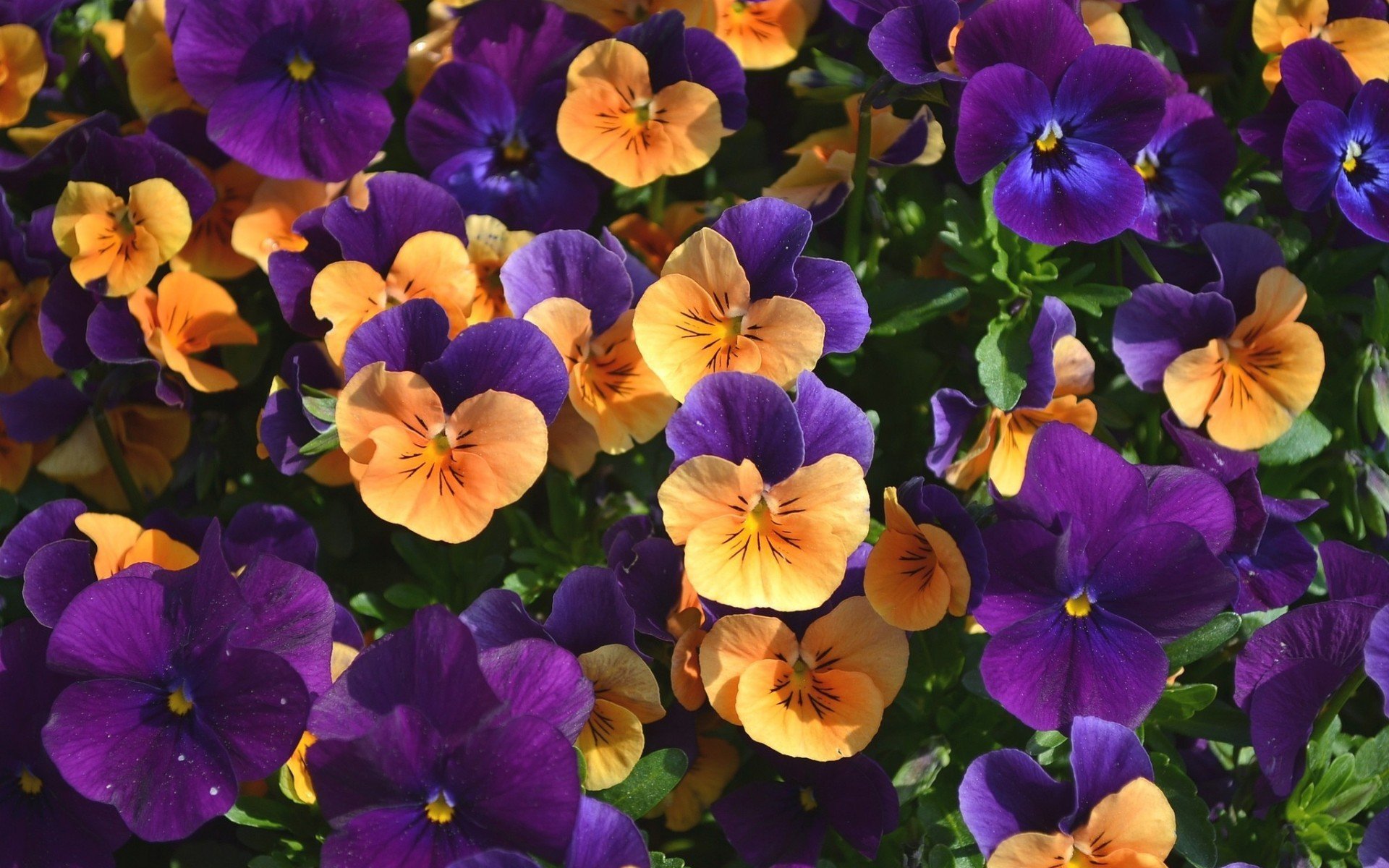 Awesome Pansy free background ID:163618 for hd 1920x1200 desktop