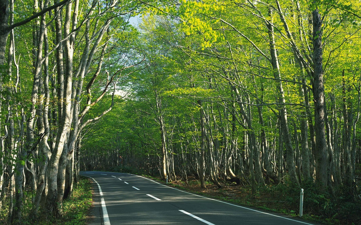 Free download Road background ID:491910 hd 1440x900 for computer
