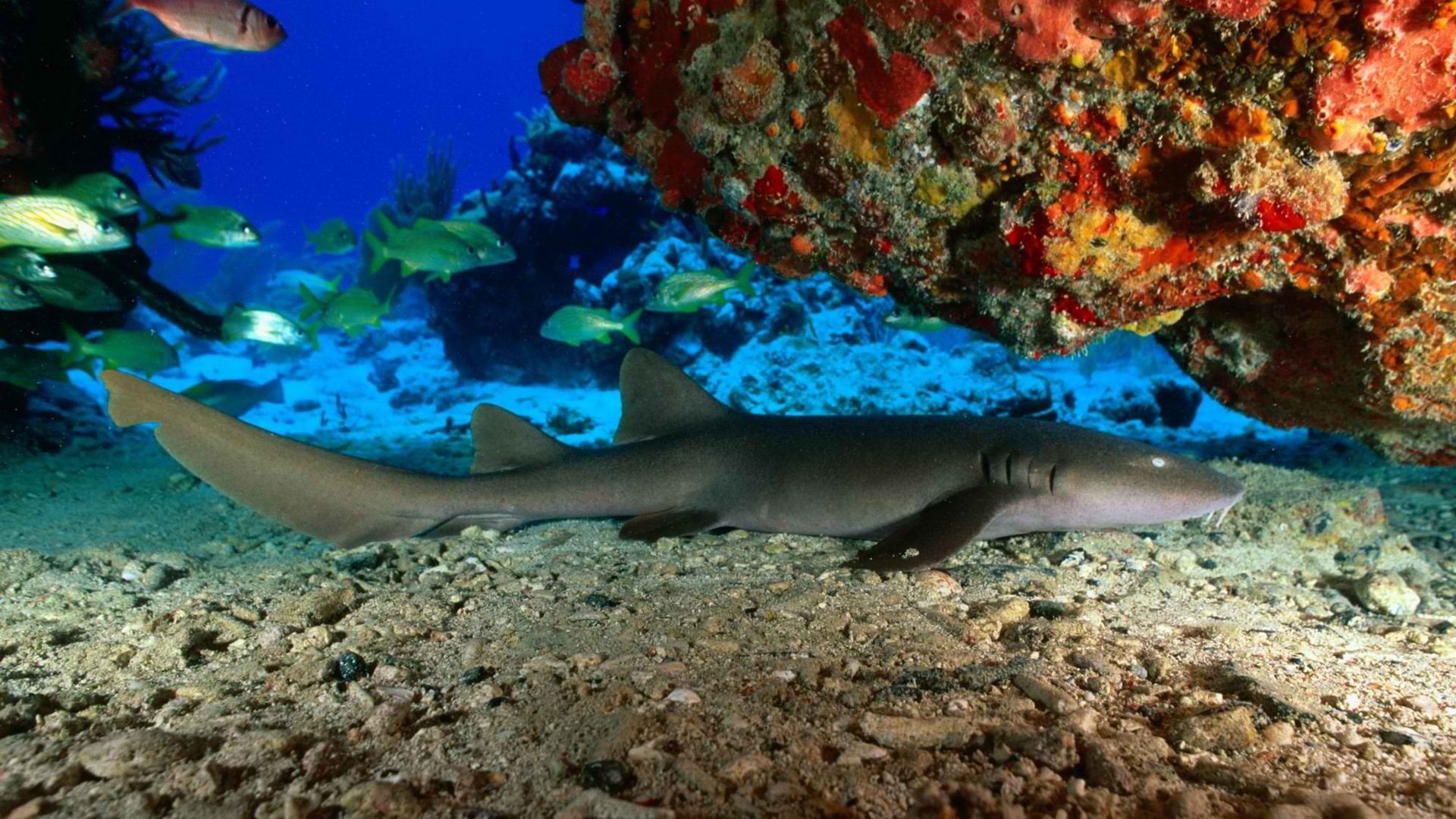 Download full hd 1080p Shark computer wallpaper ID:180531 for free