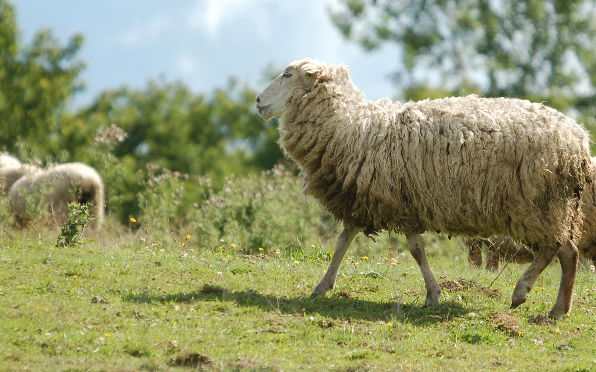 Awesome Sheep free background ID:273642 for hd 1920x1200 computer