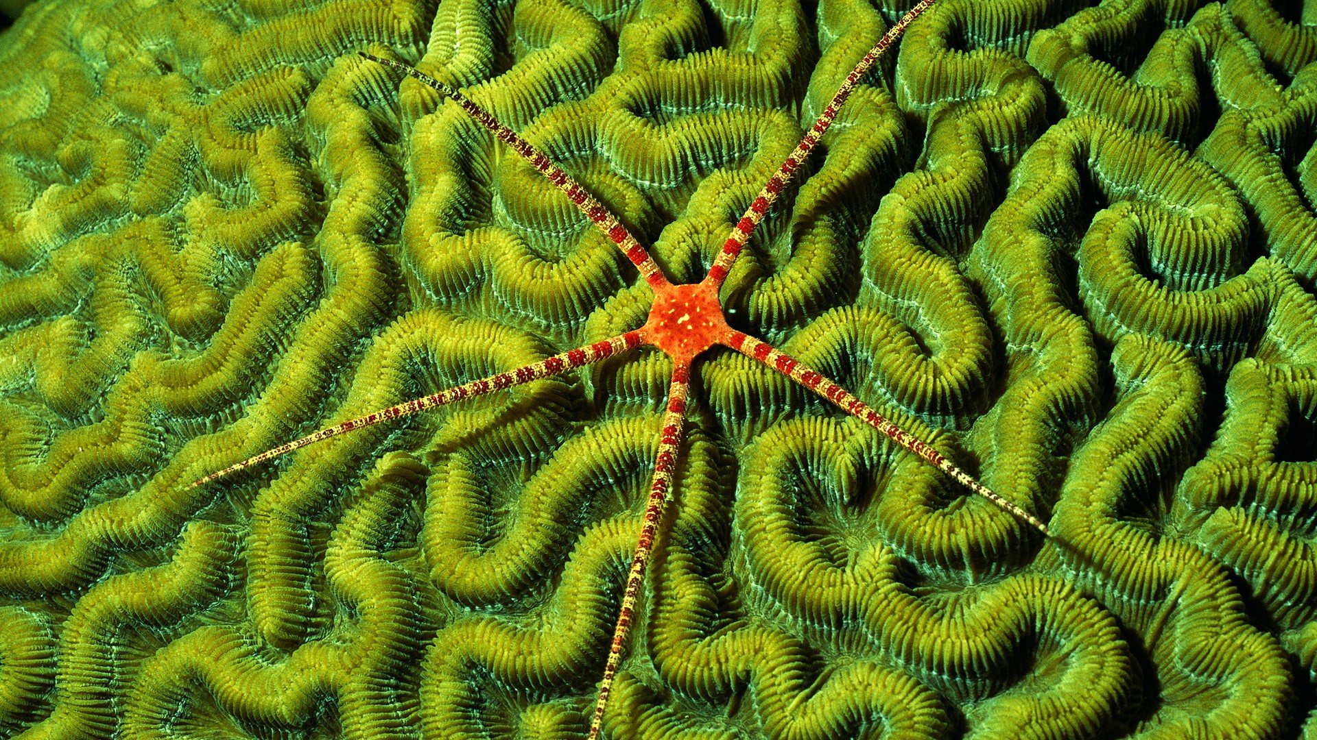 Free Starfish high quality background ID:29670 for hd 1080p desktop