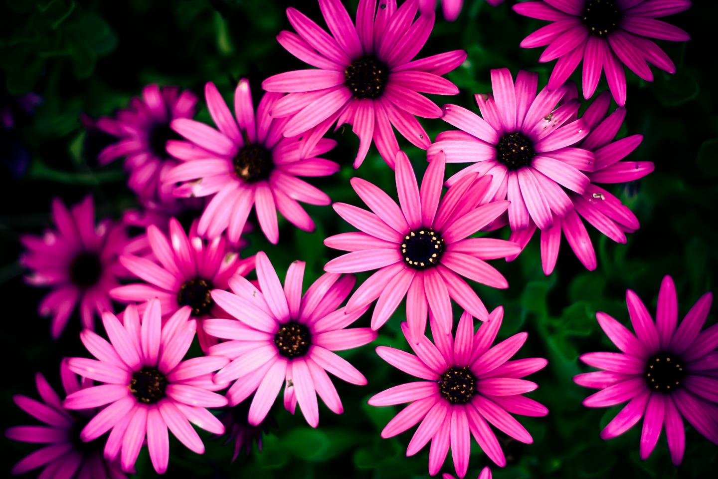 Awesome Daisy free background ID:363457 for hd 1440x960 computer