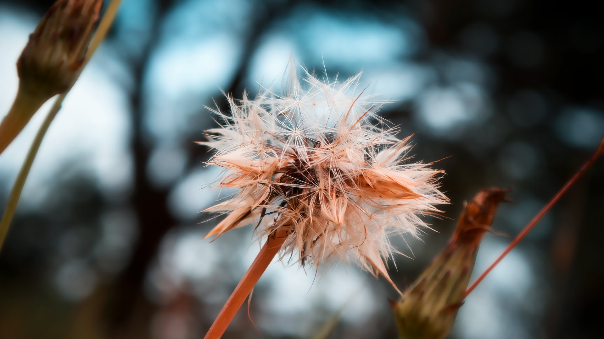 Free download Dandelion background ID:77886 full hd 1920x1080 for computer