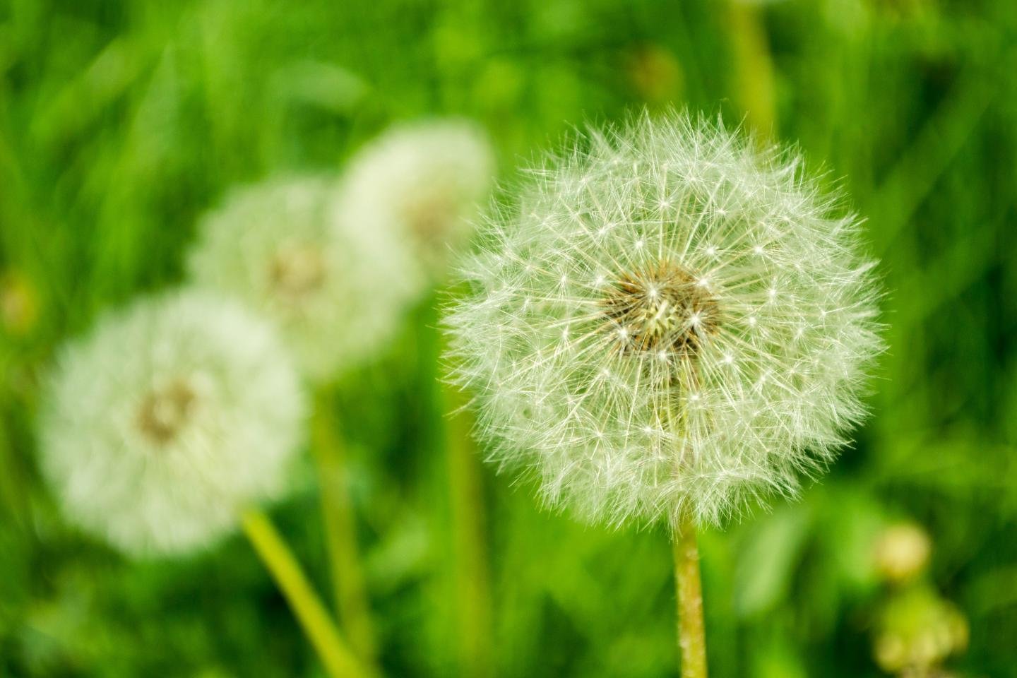 Download hd 1440x960 Dandelion computer background ID:77859 for free