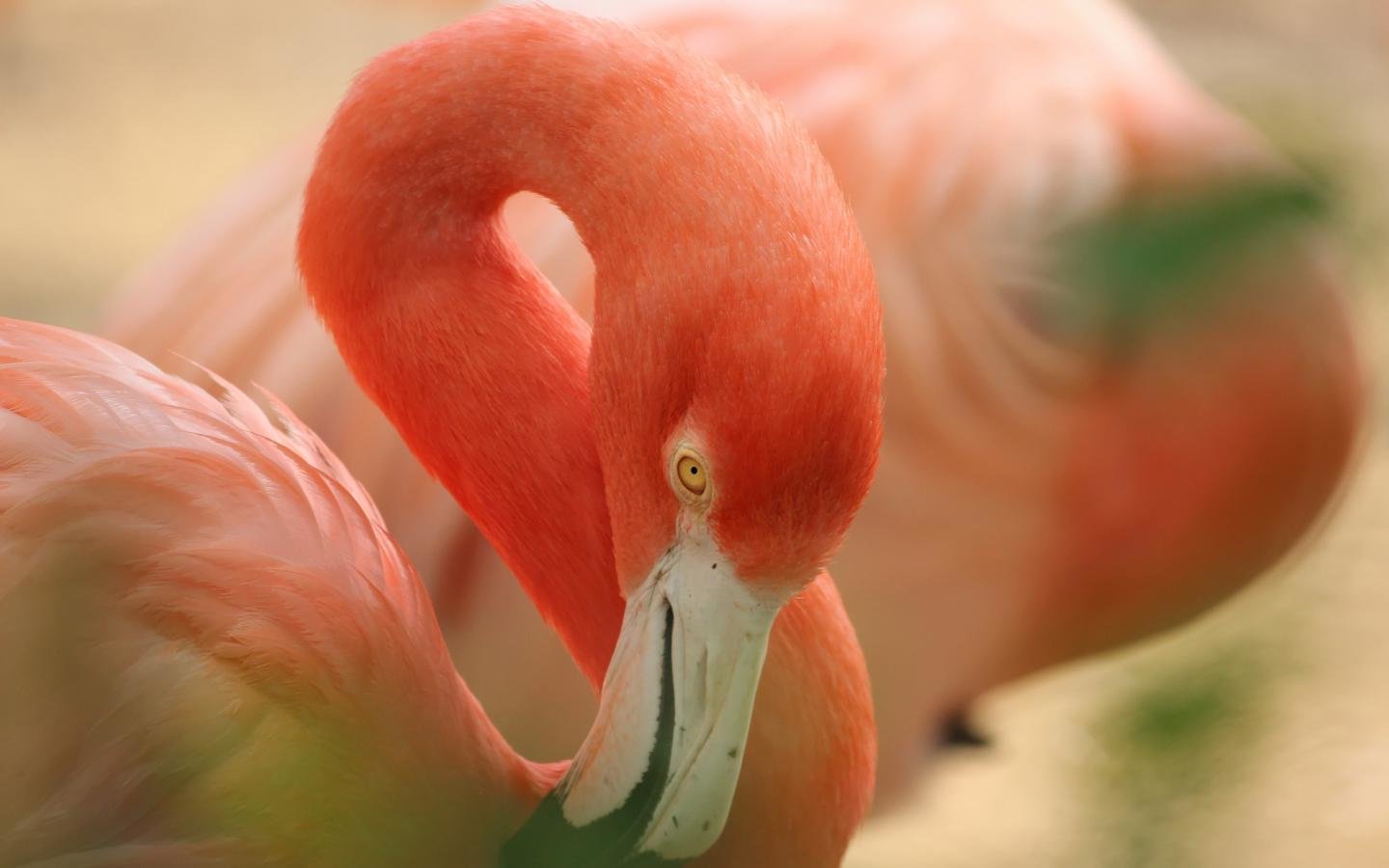 High resolution Flamingo hd 1440x900 background ID:66626 for computer