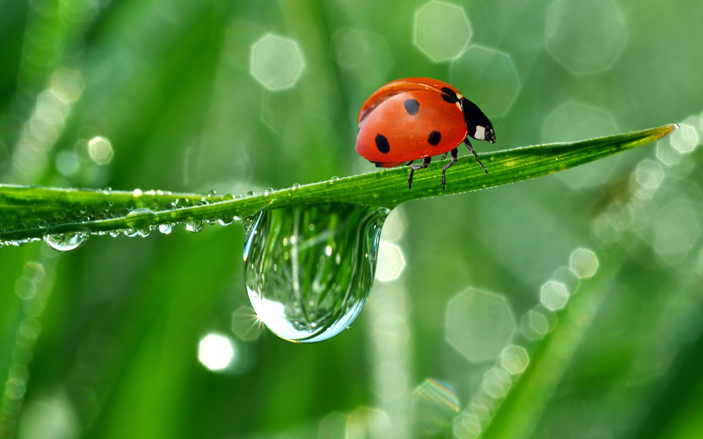 Best Ladybug background ID:270274 for High Resolution hd 2880x1800 computer