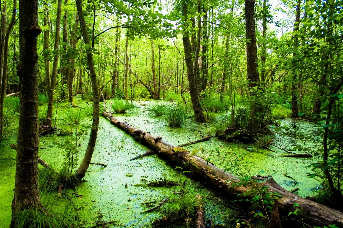 Awesome Swamp free background ID:464210 for hd 1152x768 desktop