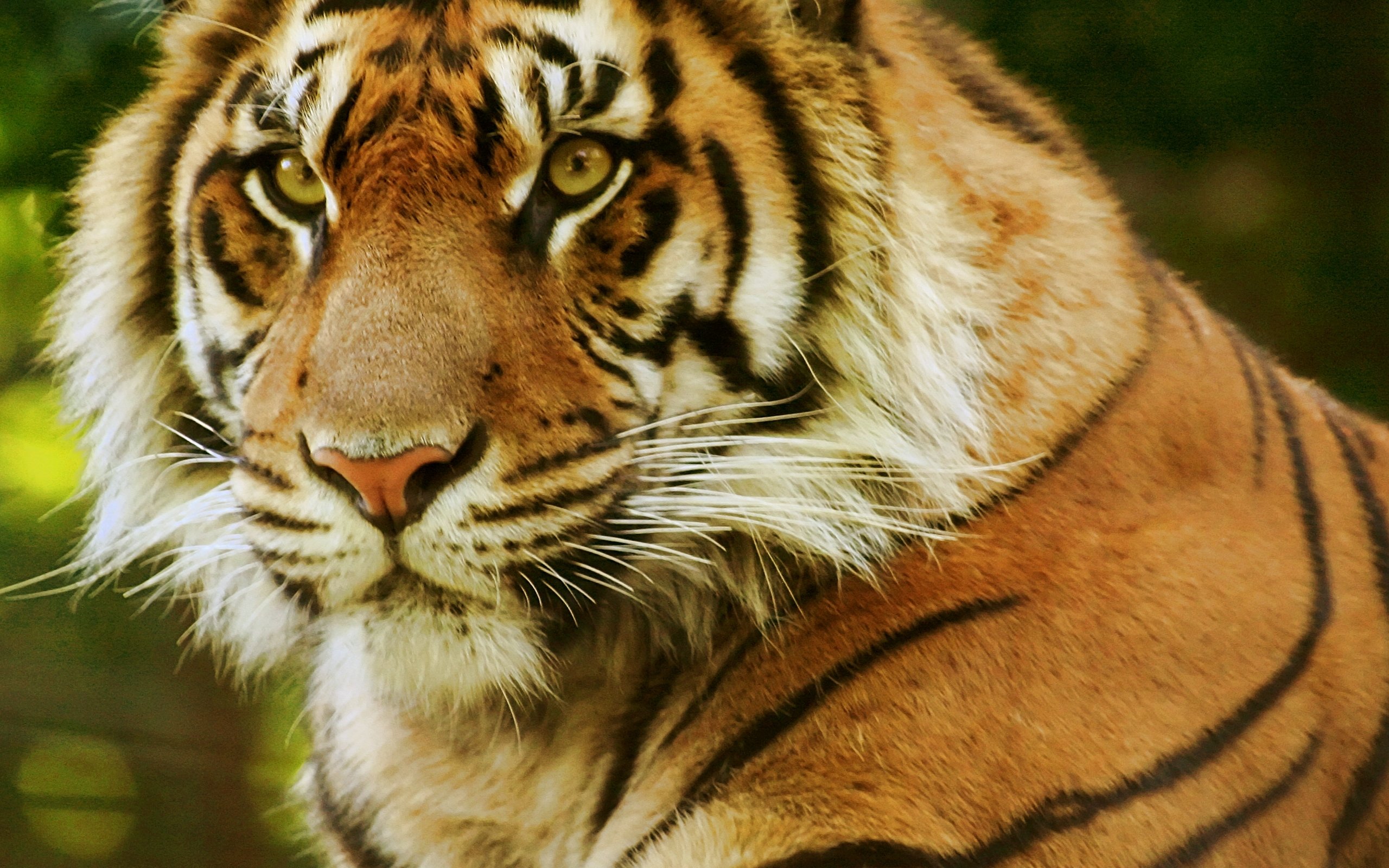 Best Tiger background ID:116283 for High Resolution hd 2560x1600 computer