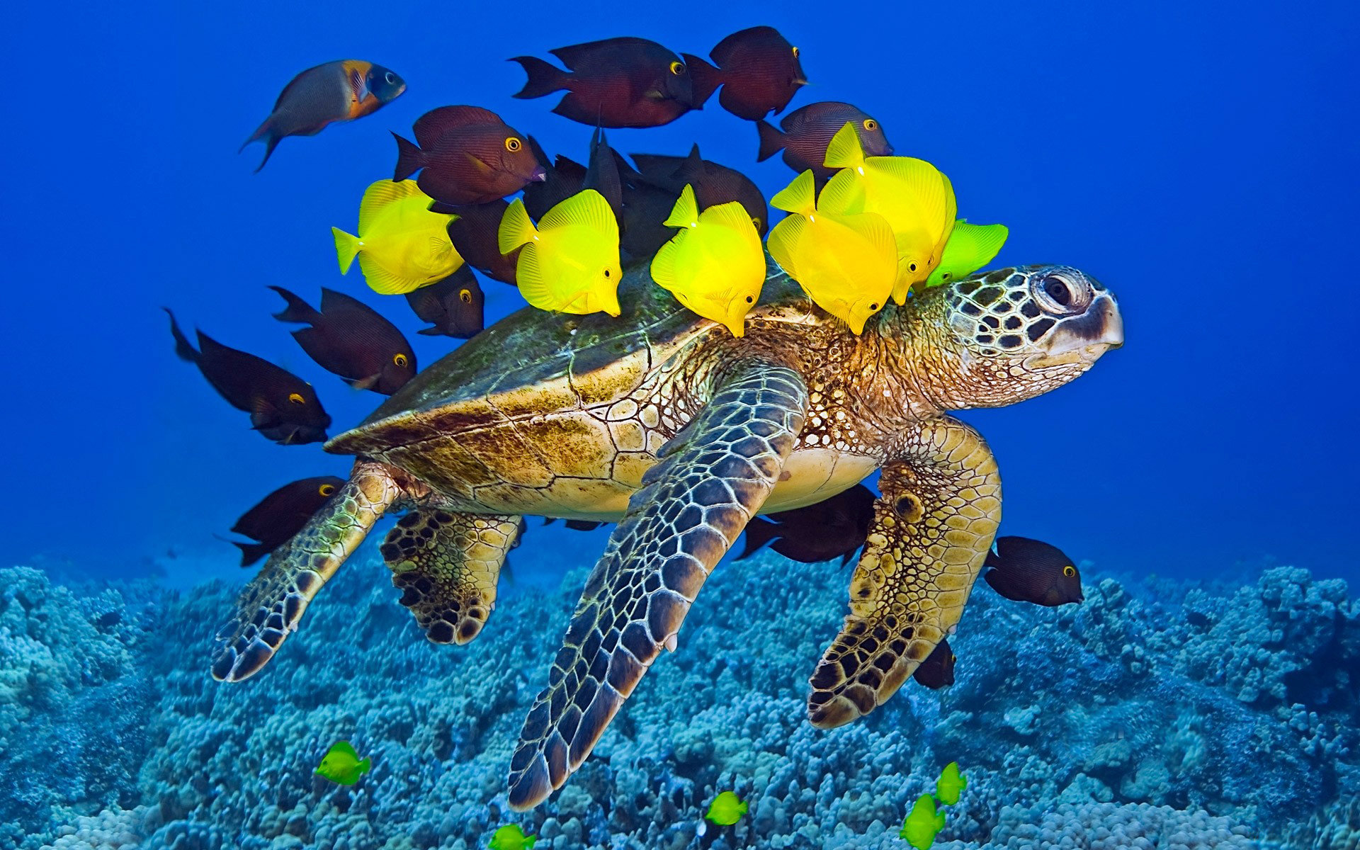 Awesome Turtle free wallpaper ID:29757 for hd 1920x1200 computer