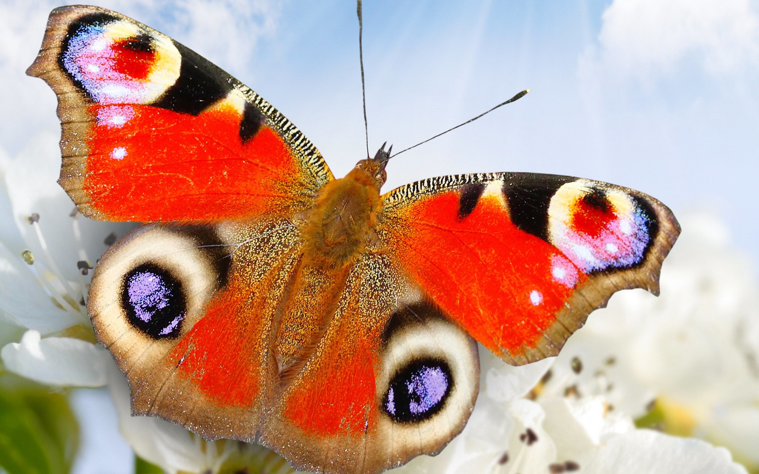 Download hd 2880x1800 Butterfly computer wallpaper ID:167544 for free