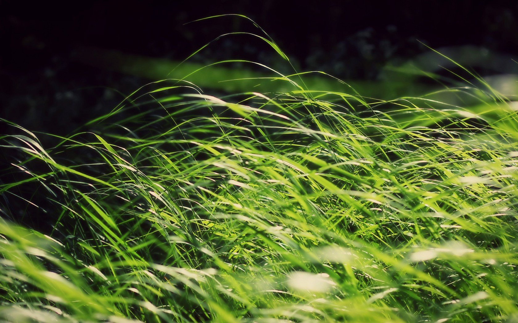 Download hd 1680x1050 Grass PC background ID:378083 for free