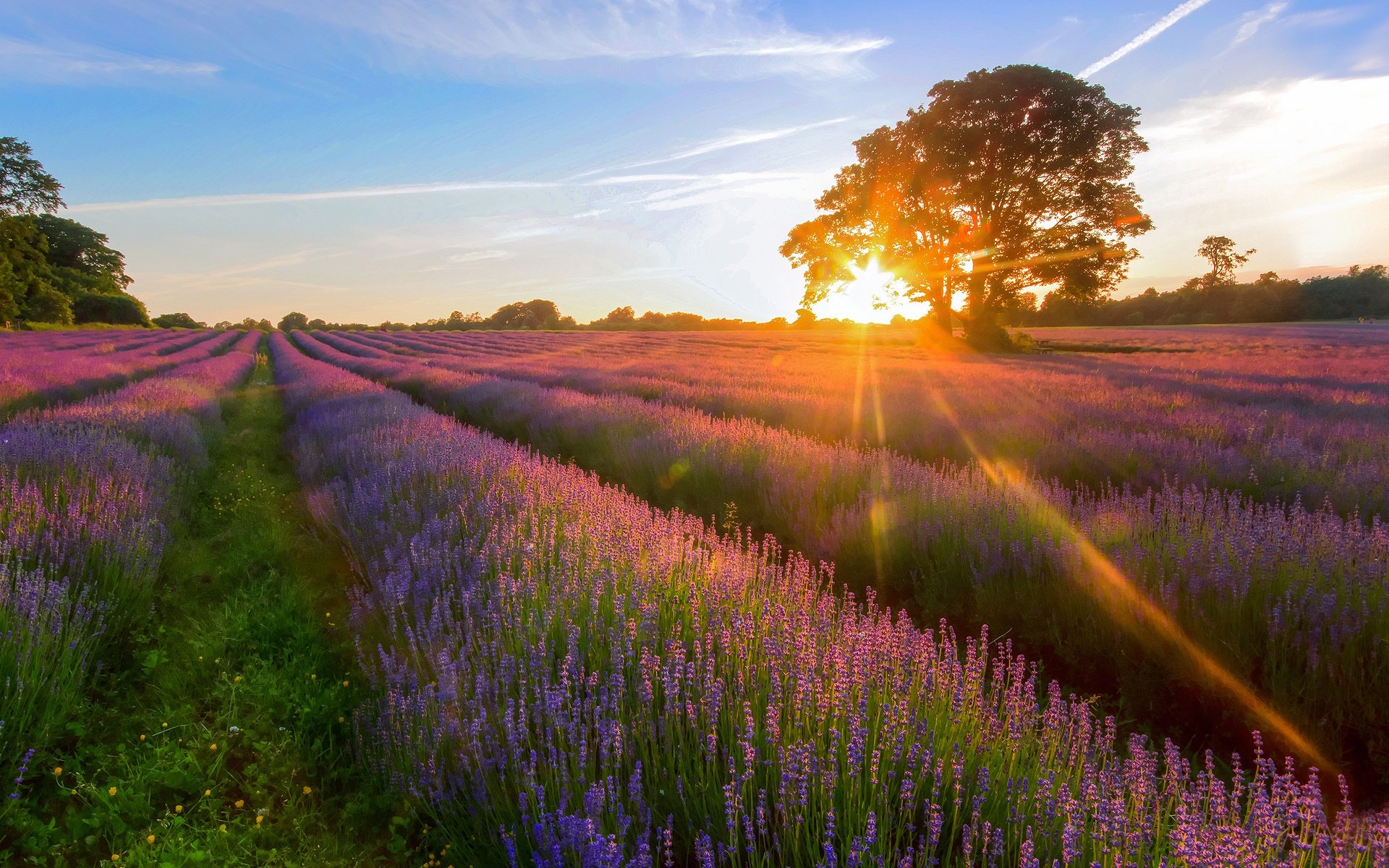 Download hd 1920x1200 Lavender PC wallpaper ID:67426 for free