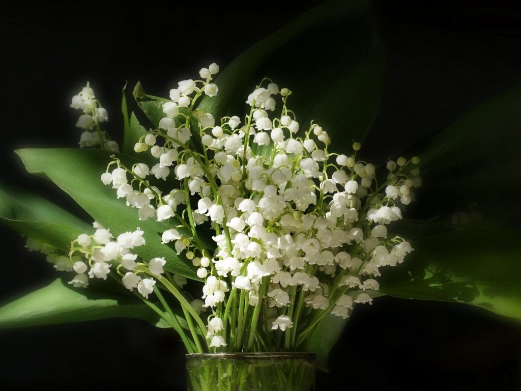 Free Lily Of The Valley high quality background ID:358358 for hd 1024x768 PC