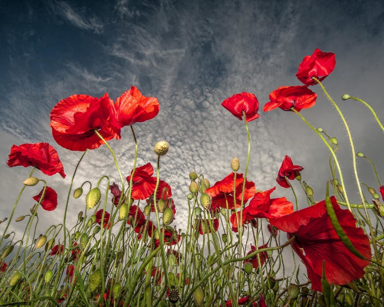 Best Poppy background ID:99572 for High Resolution hd 1280x1024 computer