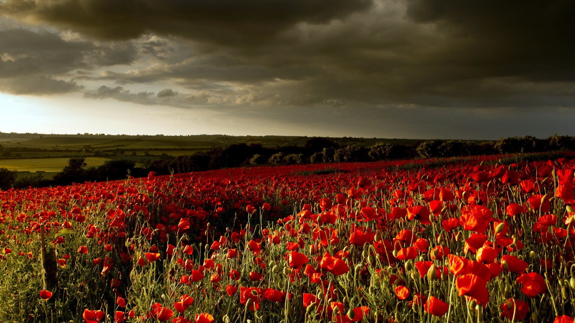 Best Poppy wallpaper ID:99565 for High Resolution 1080p PC