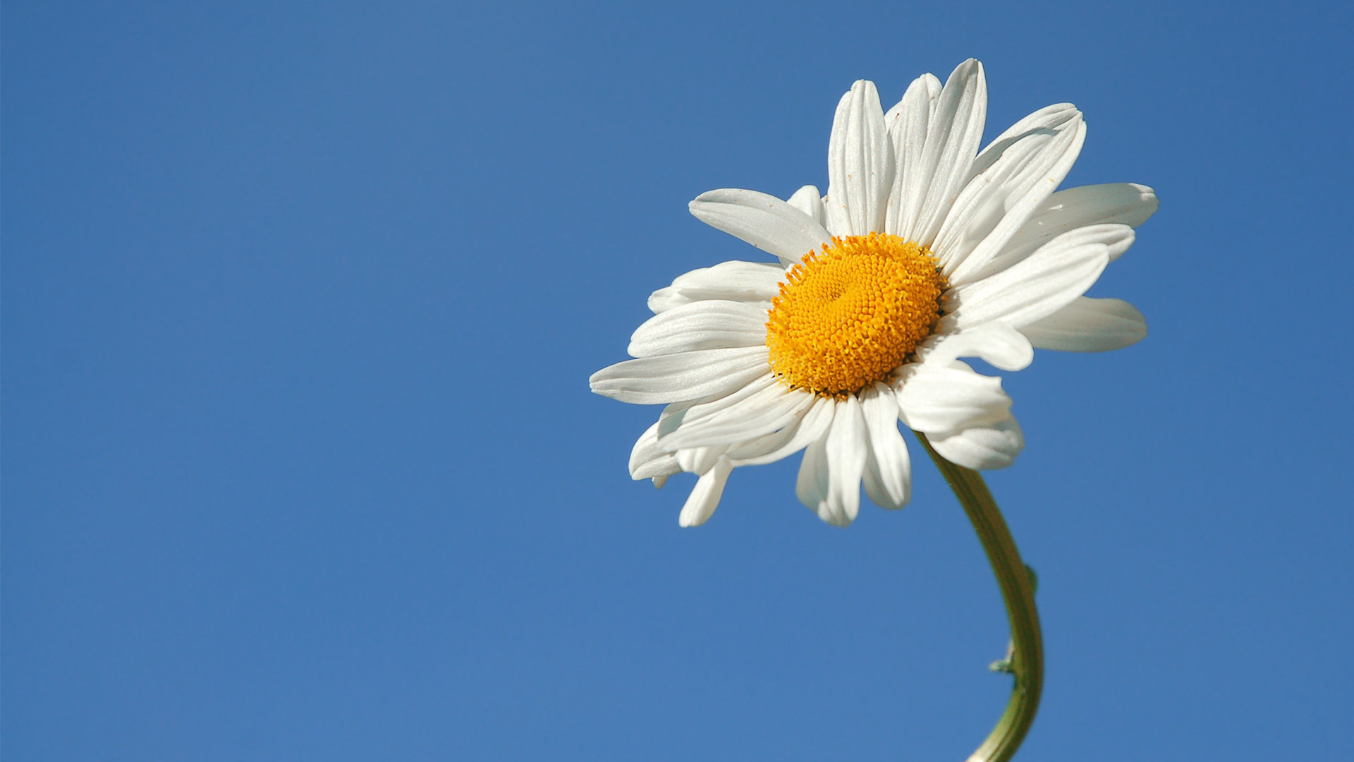 High resolution Daisy hd 1080p background ID:363424 for PC