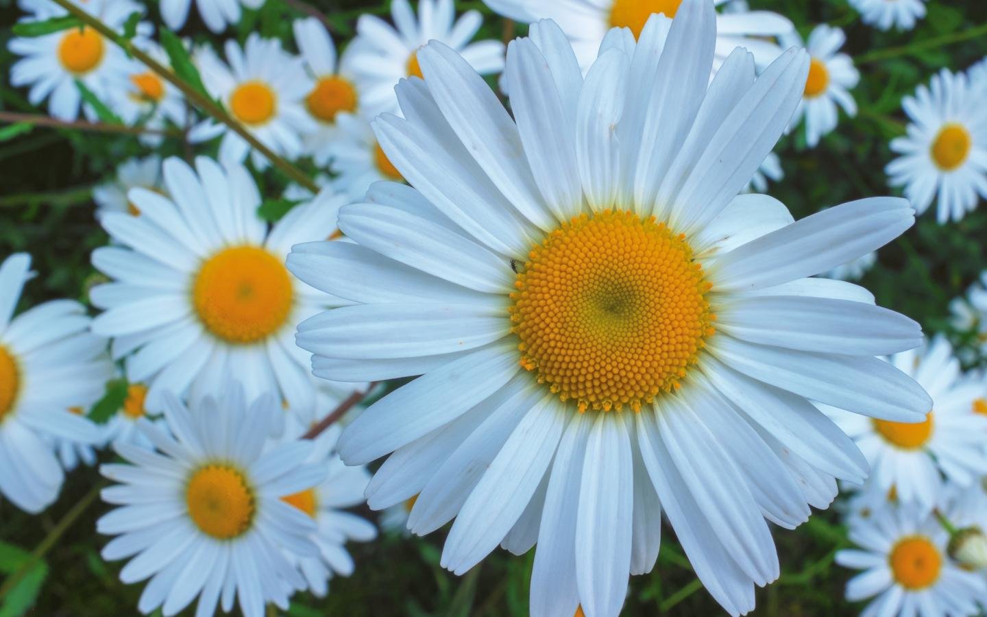 Free Daisy high quality wallpaper ID:363459 for hd 1440x900 PC