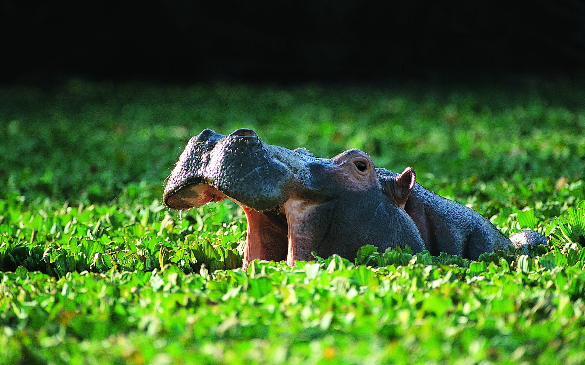 High resolution Hippo hd 1920x1200 background ID:28781 for PC
