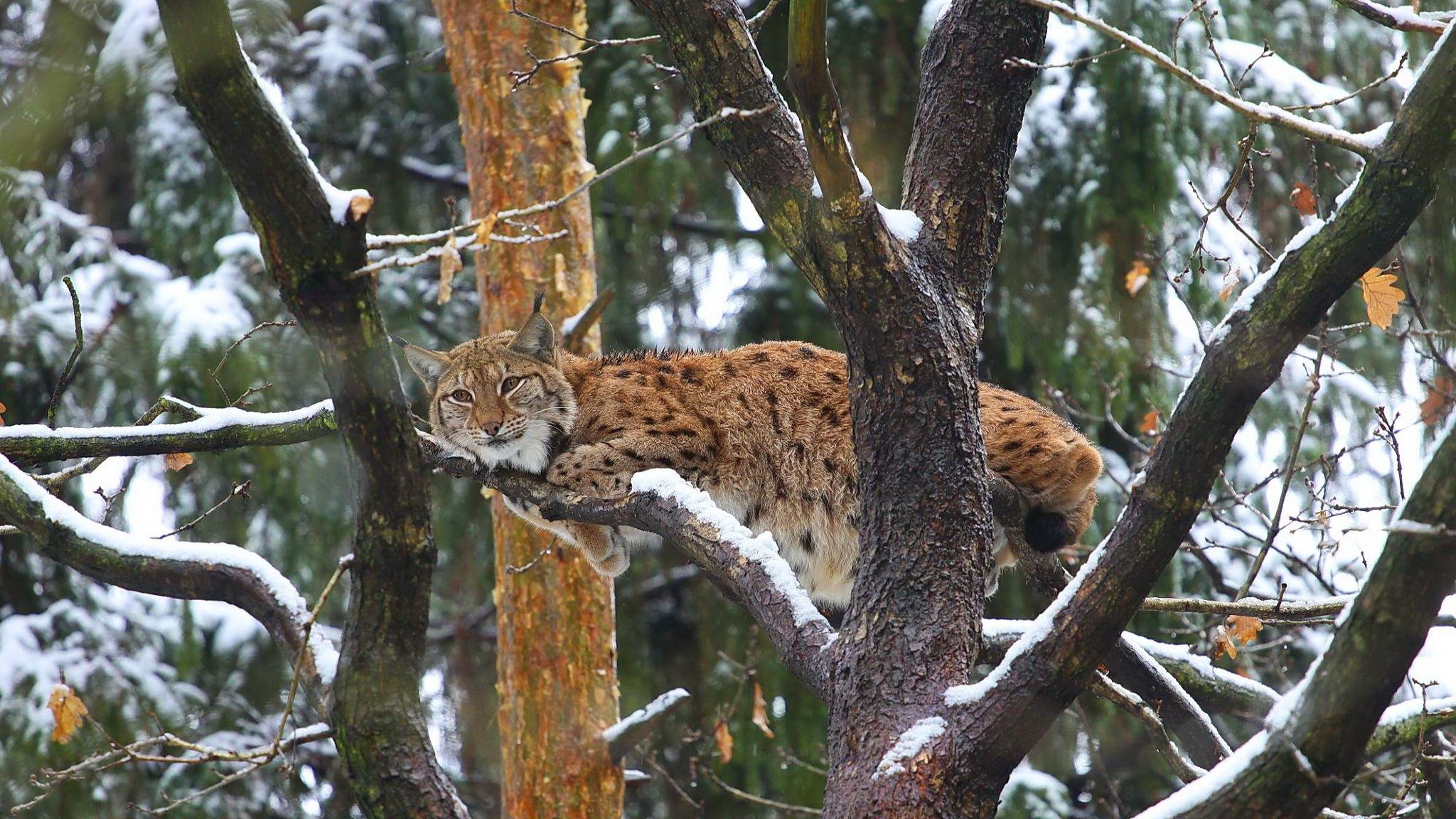 Awesome Lynx free background ID:105715 for hd 2048x1152 computer