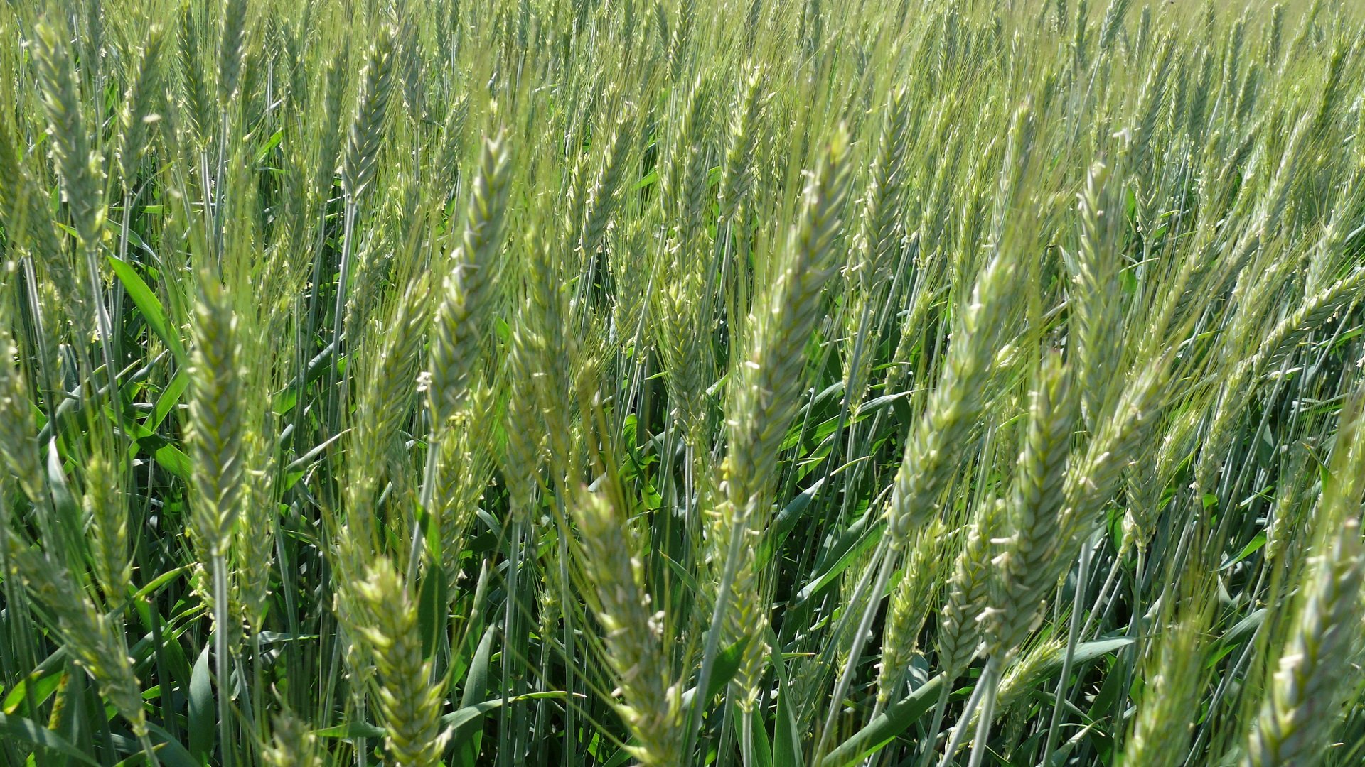 Awesome Wheat free background ID:391863 for 1080p PC
