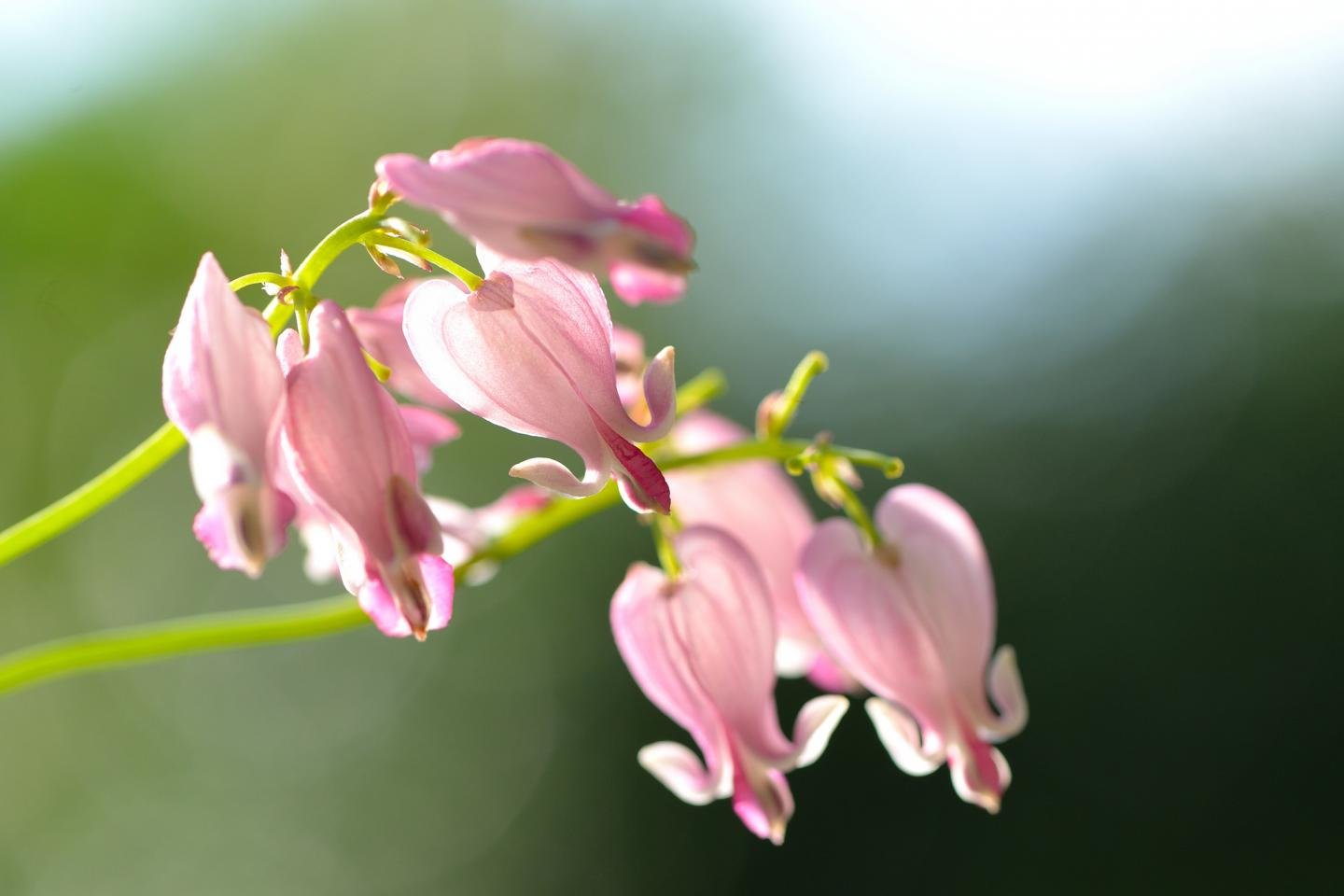 Awesome Bleeding Heart free wallpaper ID:164904 for hd 1440x960 PC