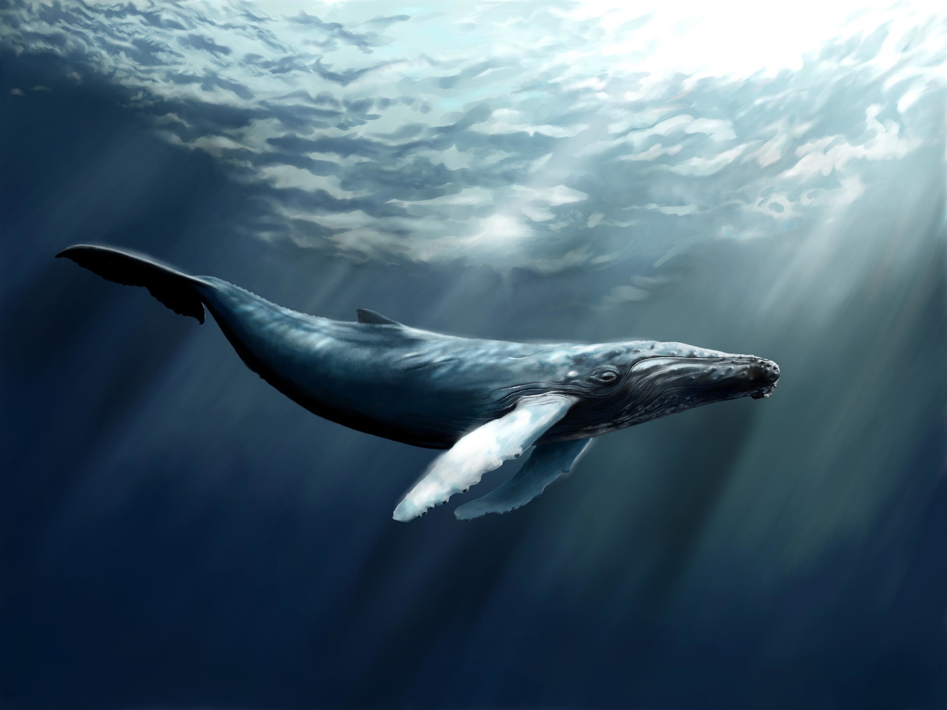 Best Whale background ID:463294 for High Resolution hd 3200x2400 desktop
